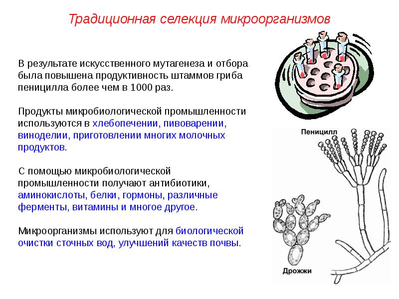 Презентация на тему селекция микроорганизмов