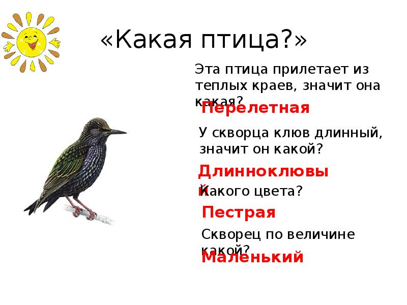 Какая птица носит название каша