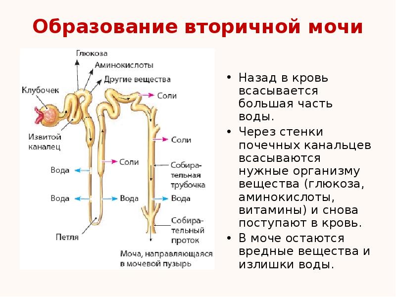 Образование мочи в почечных канальцах