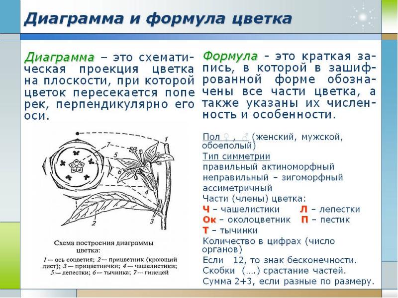 Диаграмма цветка папоротника