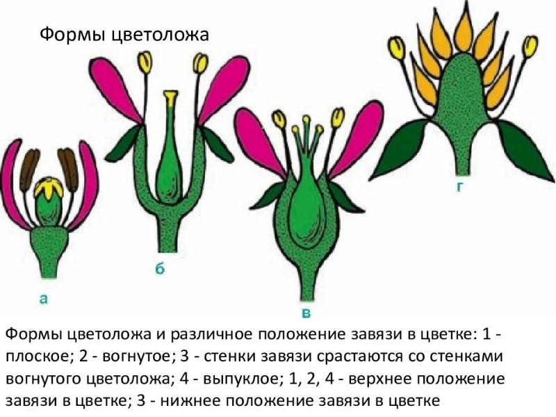 На рисунке показан тип завязи называемой