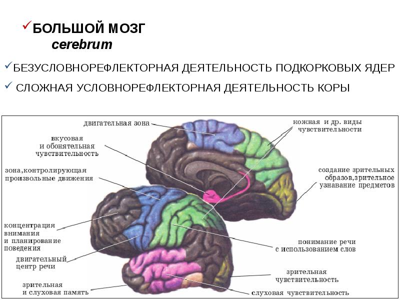 Зоны головного мозга рисунок