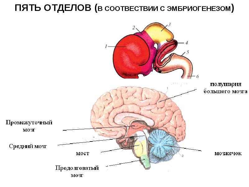 Мозг 5 класс. Отделы головного мозга. Пять отделов головного мозга. 5отделлв головного мозга. Пять отделов мозга у человека.