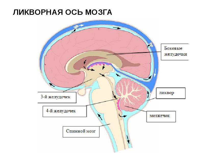 Циркуляция ликвора в головном мозге схема