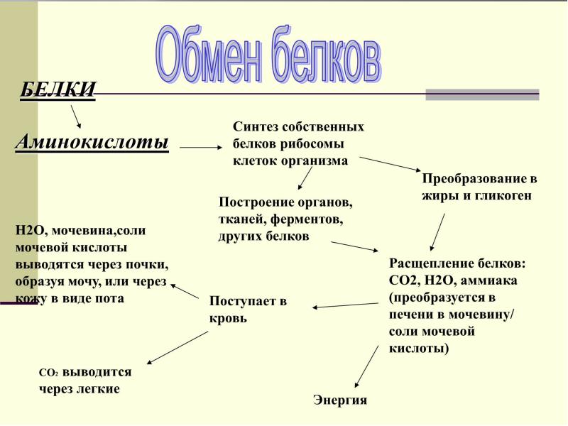 Обмен белков презентация