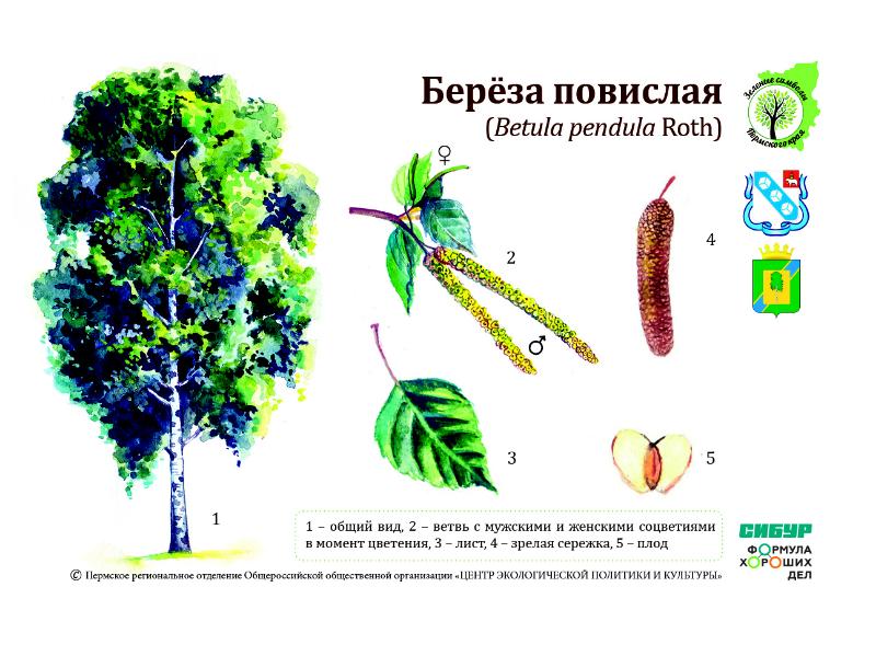 Береза повислая рисунок ботанический