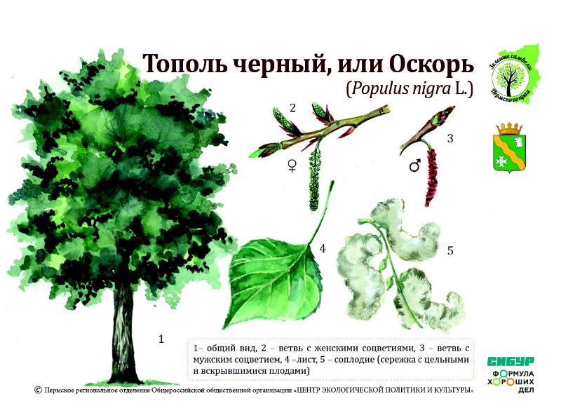 Тополь корневая система рисунок