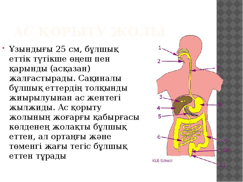 Ас қорыту жүйесінің патологиясы презентация