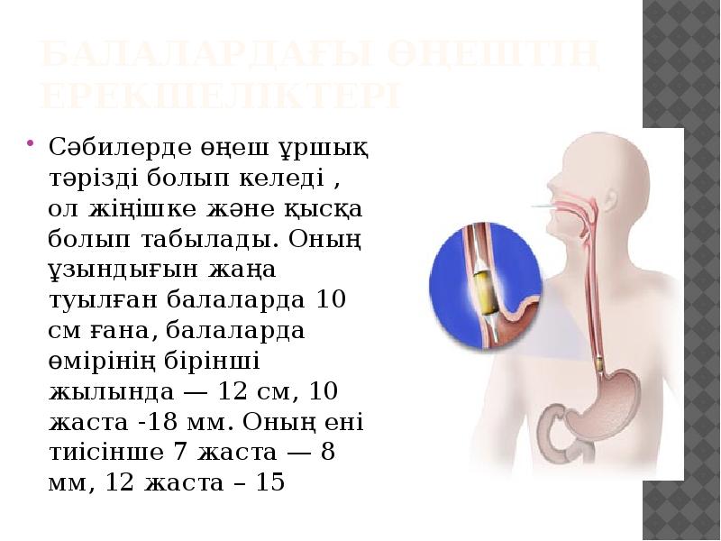 Ас қорыту жүйесі презентация