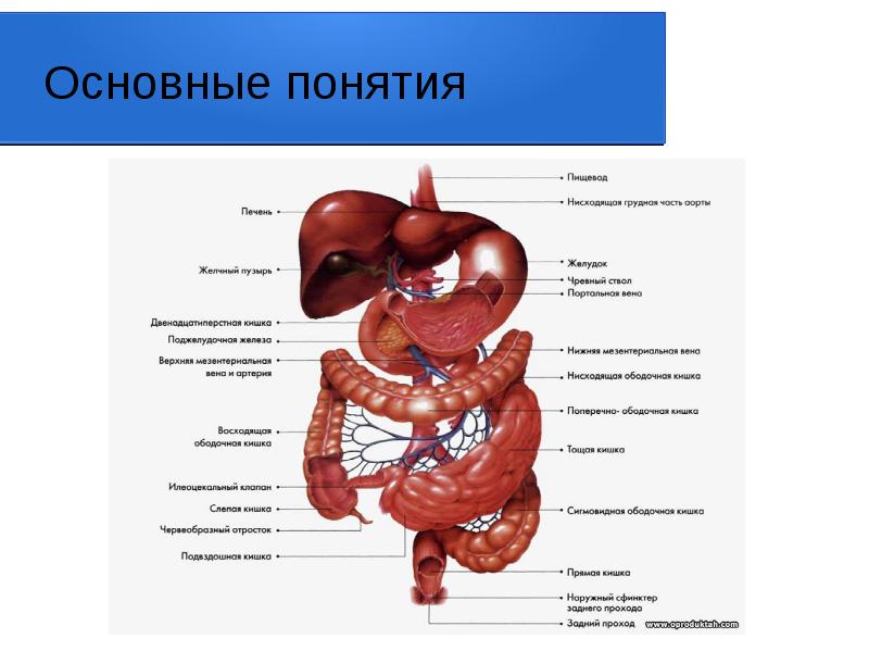 Схема желудочно кишечного тракта