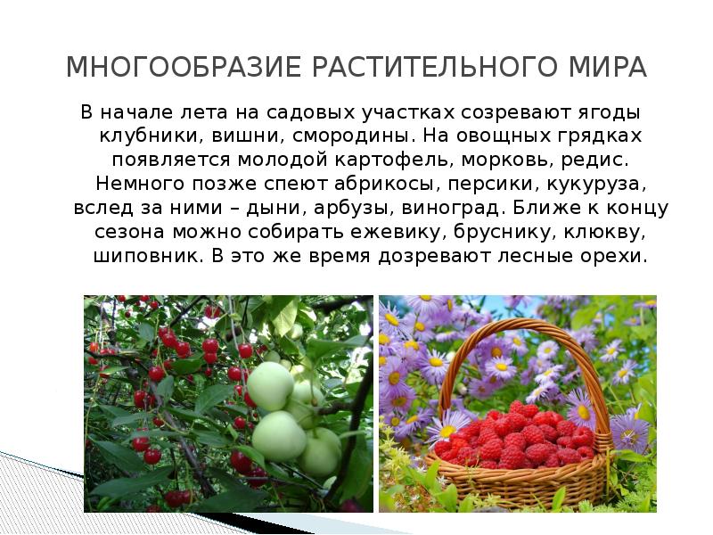 В начале лета. Особенности лета. Доклад про лето. Реферат про лето. Что созревает летом?.