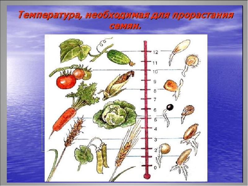 Движение растений презентация