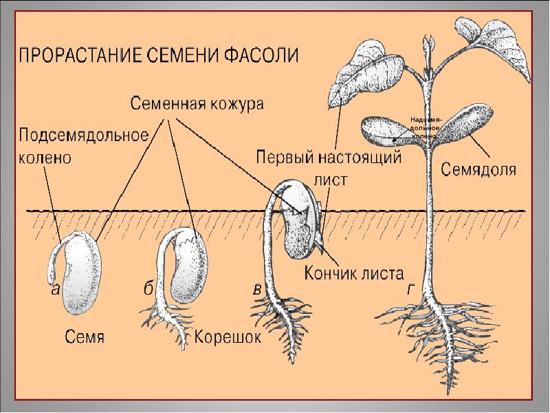 Установите последовательность появление плодов. Этапы индивидуального развития растений. Этапы развития семени. Схема развития растений. Этапы развития растения из семени.