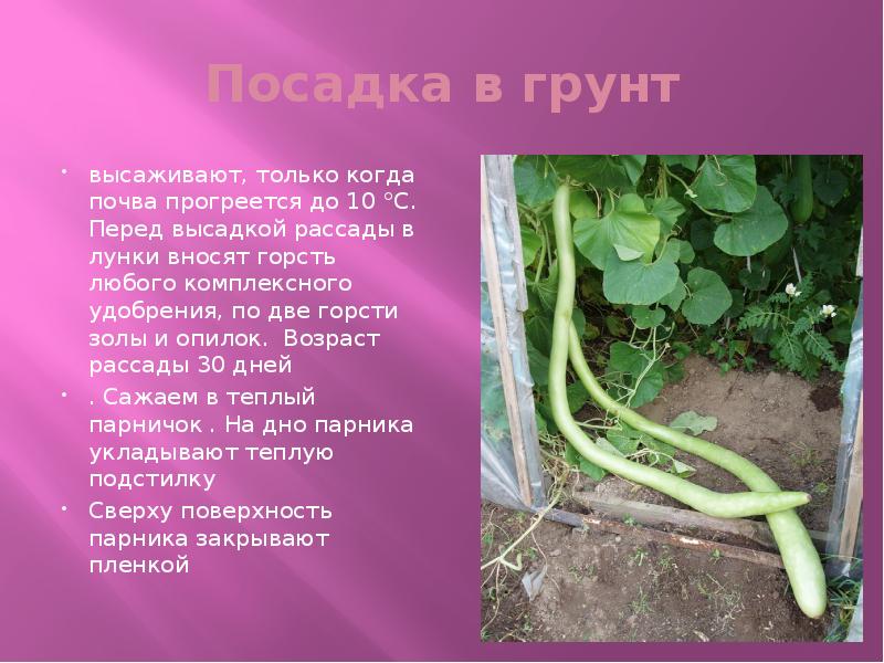 Что такое лагенария растение фото и описание