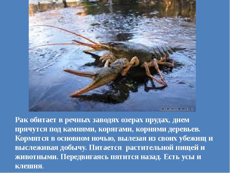 Рак водится в озере. Кто обитает на дне водоема. Рачки обитают в реке?. Река и ее обитатели доклад. Речной рачок под камнями.