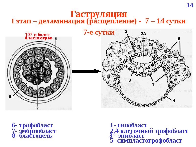 Эмбриональное развитие человека гистология презентация