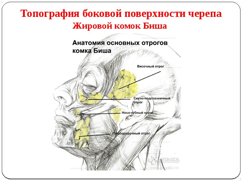 Презентация по топографической анатомии