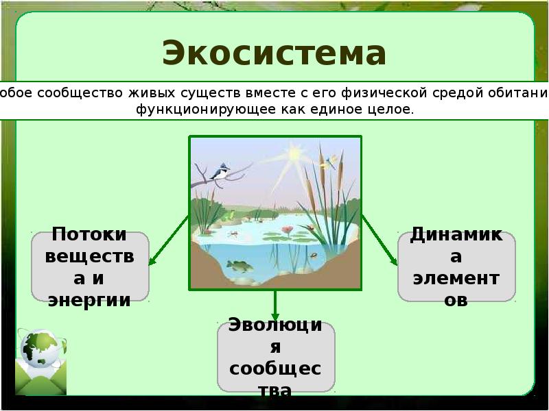 Экосистема презентация 11 класс