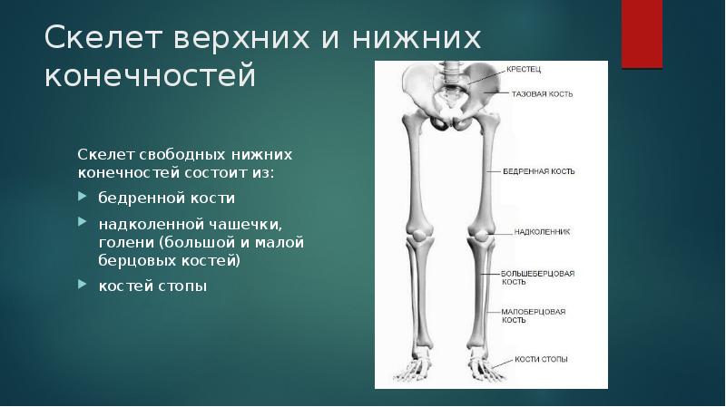 К скелету свободных конечностей относятся. Кости свободной нижней конечности. Скелет верхних и нижних конечностей. Кости скелета верхних и нижних конечностей. Кости нижней конечности бедренная кость.