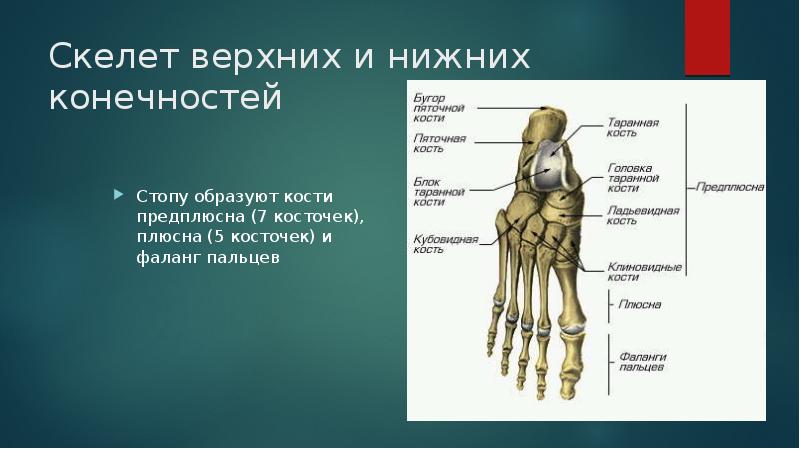 Запястье и предплюсна. Кости предплюсны трубчатые. Скелет верхних и нижних конечностей. Кости предплюсны плюсны и фаланг пальцев. Что такое плюсна у человека.