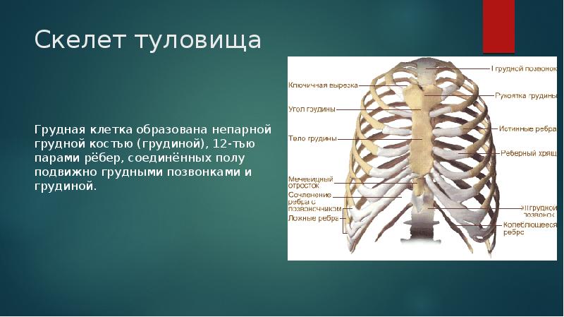 Грудную клетку образуют. Скелет туловища человека грудная клетка. Грудная клетка образована 12 грудными позвонками. Грудная клетка 12 пар ребер,Грудина,12 грудных позвонков. Скелет туловища презентация.