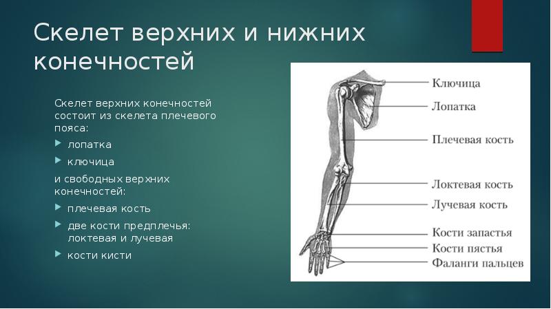 Функции костей верхних конечностей человека. Скелет пояса верхних конечностей. Кости свободной верхней конечности плечевая кость. Скелет плечевого пояса и свободной верхней конечности. Скелет пояса верхних конечностей (плечевого пояса).