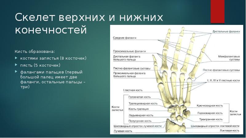 Фаланга кости