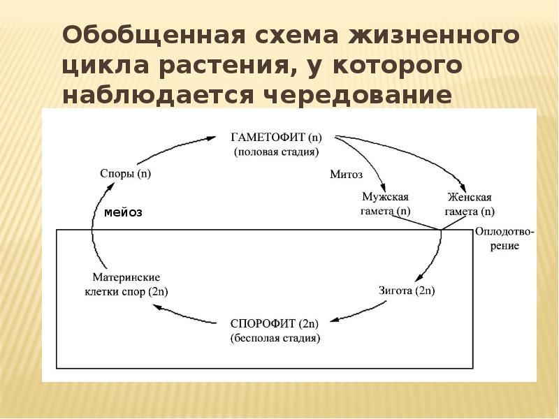 Порядок жизненного цикла растений