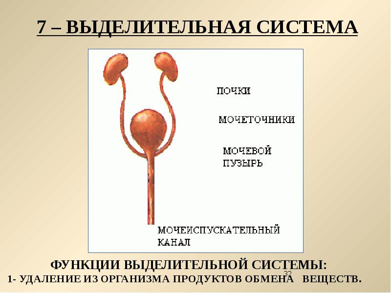 Какие почки у млекопитающих. Выделительная система млекопитающих. Выделительная система млекопитающих 7 класс. Система органов выделения млекопитающих. Строение выделительной системы млекопитающих.