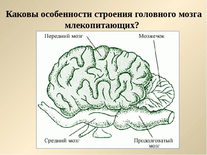 На каком из рисунков изображен головной мозг млекопитающего