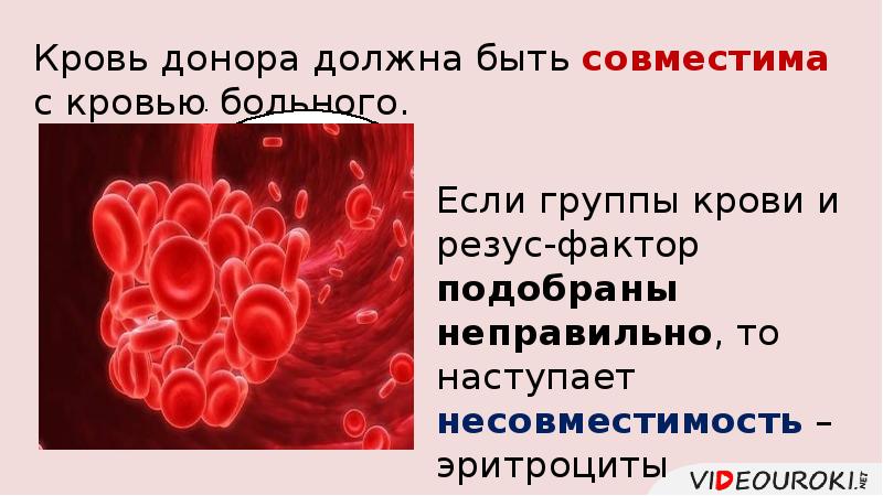 Контрольная по крови 8 класс биология