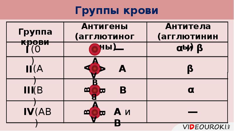 Тканевая совместимость и переливание крови 8 класс биология презентация