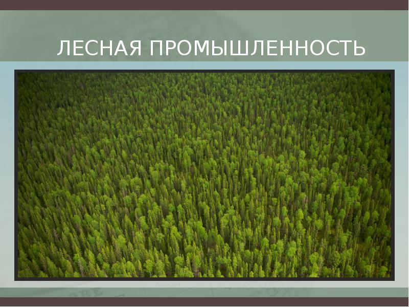 Факторы размещения лесной промышленности. Лесная промышленность Азии. Лесная промышленность высокий уровень. Плюсы и минусы Лесной промышленности. Функции Лесной промышленности.