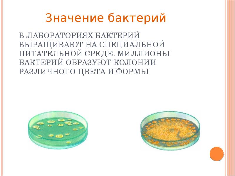 Выращивание микробов на различных питательных средах презентация