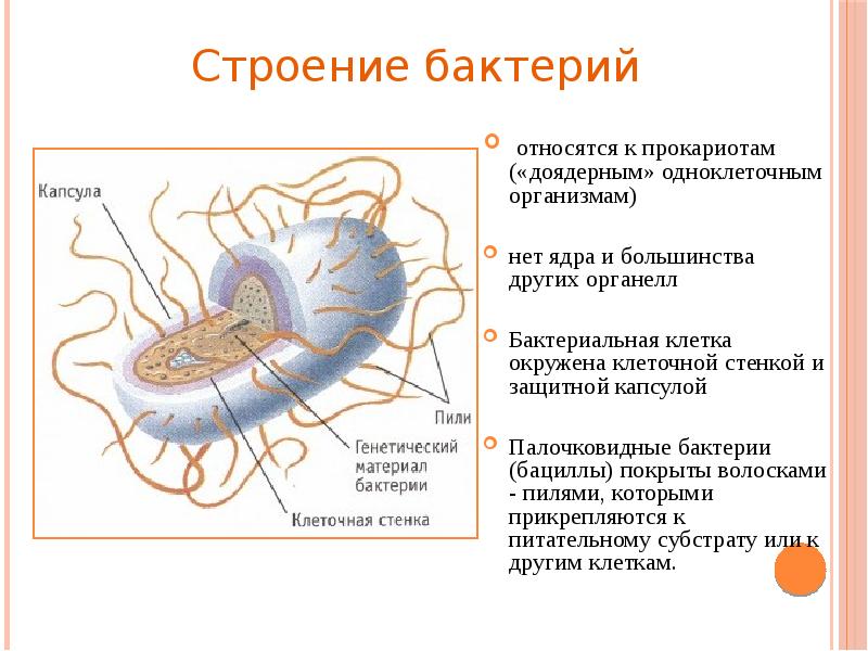 Царство прокариоты проект 9 класс