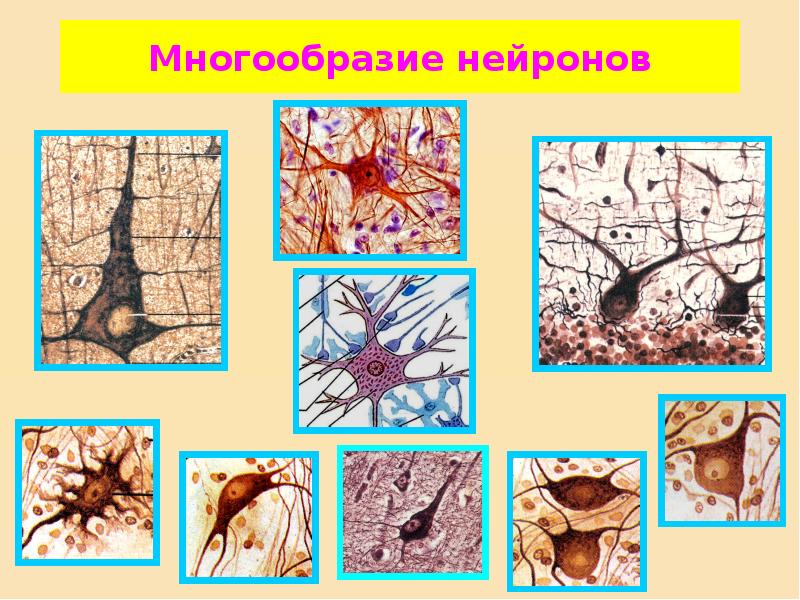 Нервная ткань гистология презентация