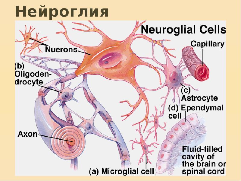 Нервная система гистология презентация