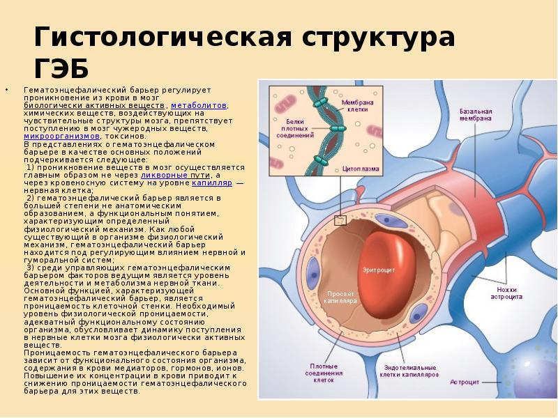 Схема гематоэнцефалического барьера