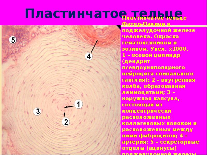 Определите название частей тельца пачини обозначенных на рисунке цифрами 1 и 2