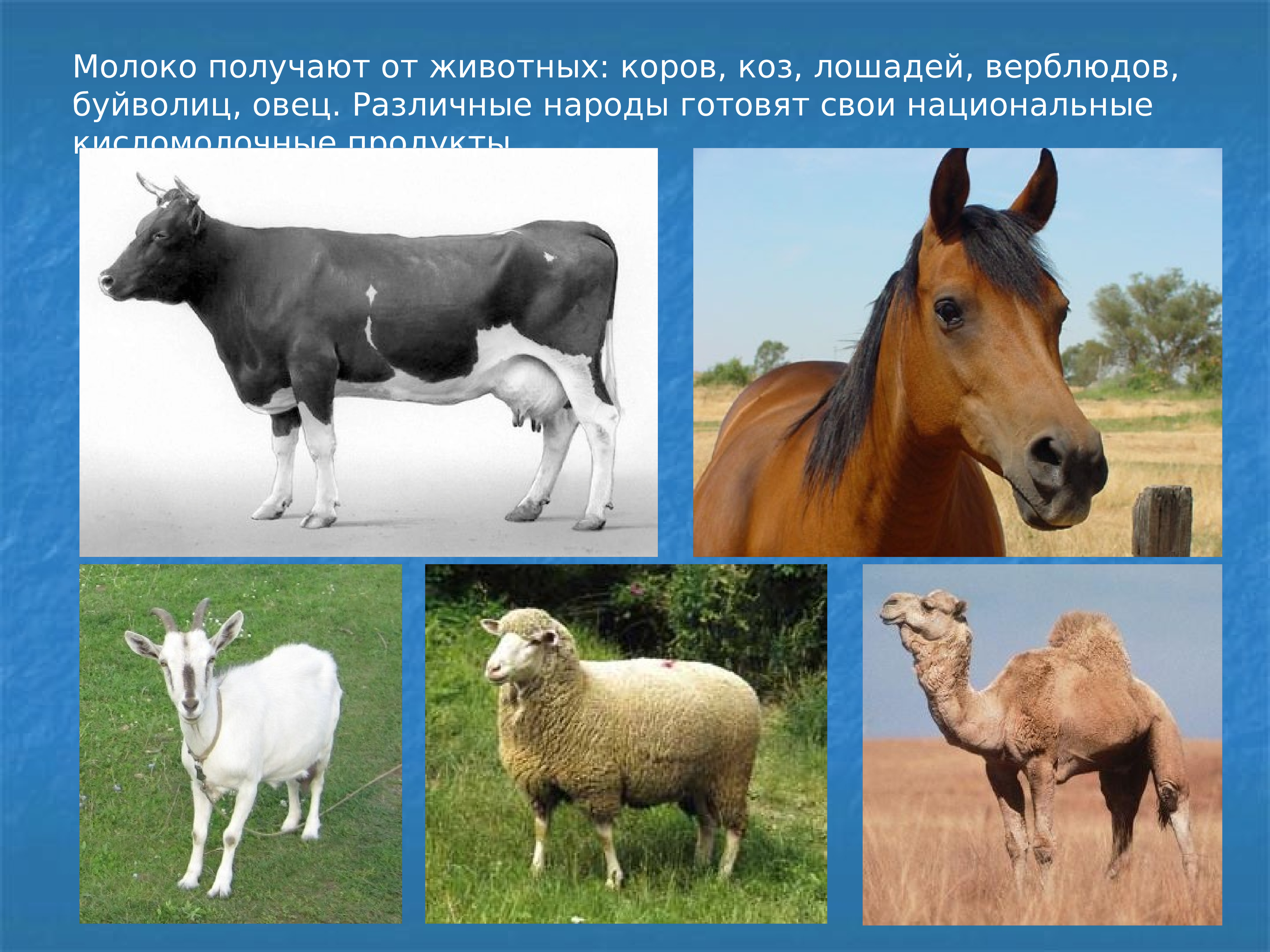 Чем объяснялась ведущая роль коневодства и верблюдоводства. Корова овца лошадь. Корова лошадь коза. Овцы козы коровы лошади. Баран корова лошадь.