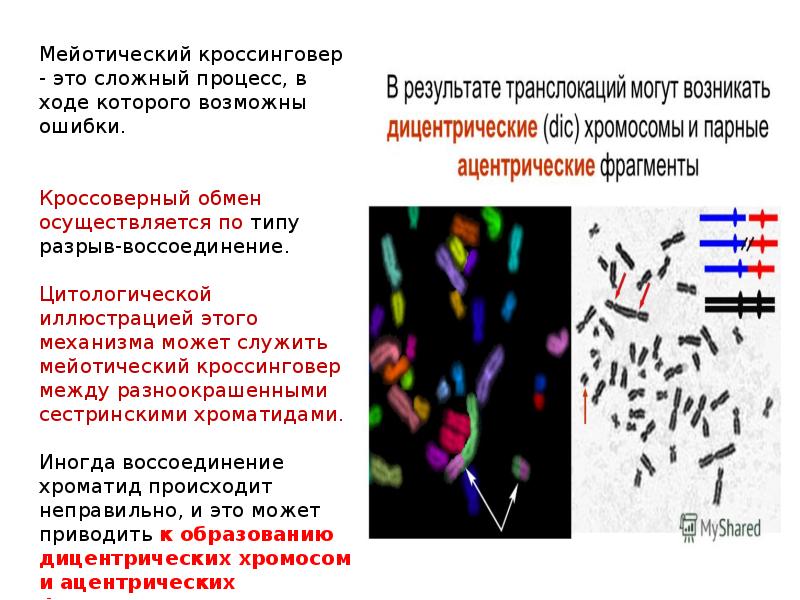 Презентация картирование хромосом человека