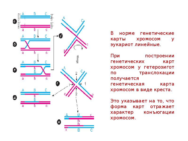 Генетическая карта картирование