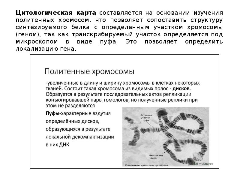 Презентация картирование хромосом человека