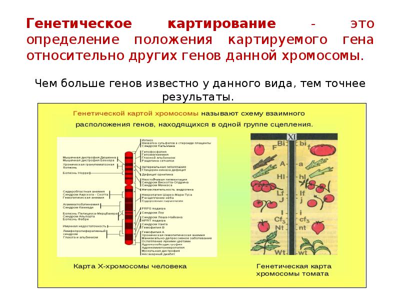 Генетические карты хромосом