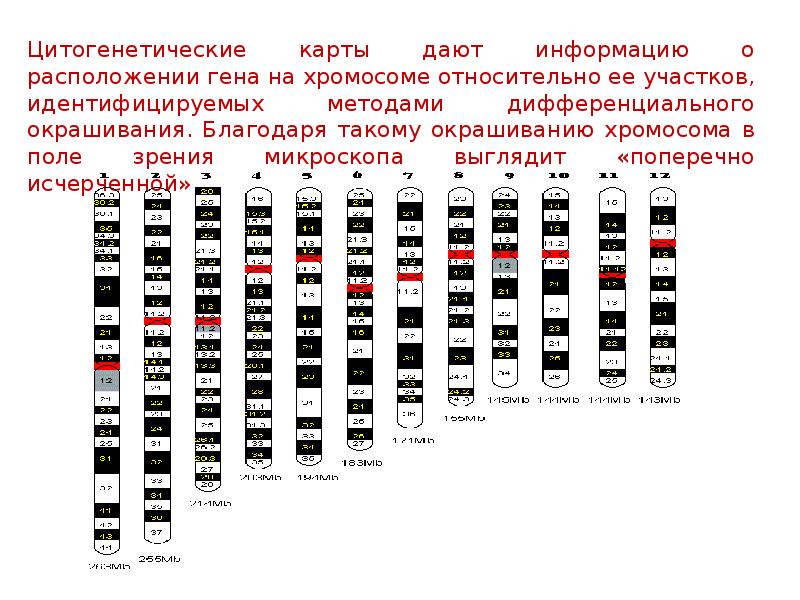 11 хромосома карта