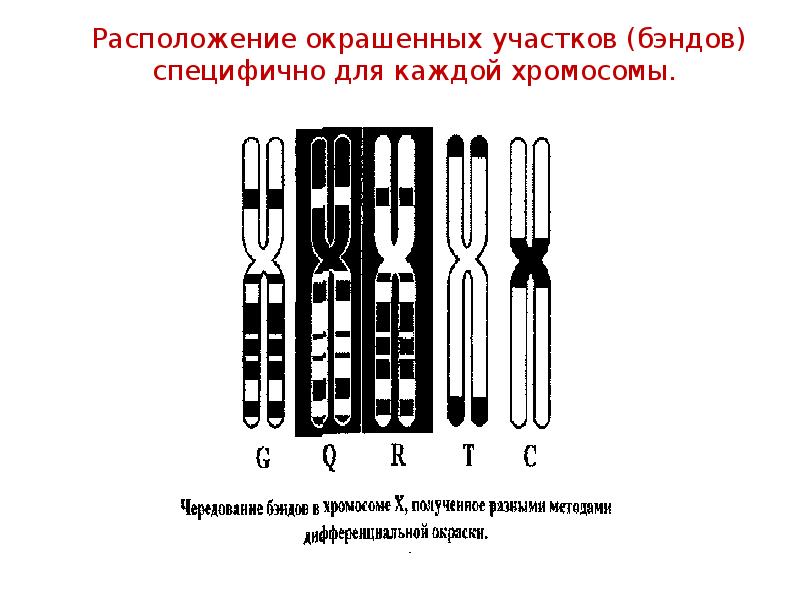 Презентация картирование хромосом человека