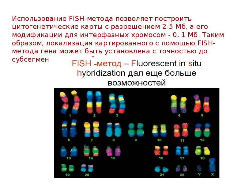 Цитогенетический метод картинки