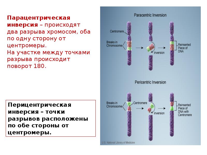 Картирование хромосом человека презентация 10 класс