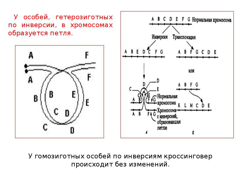 Картирование хромосом