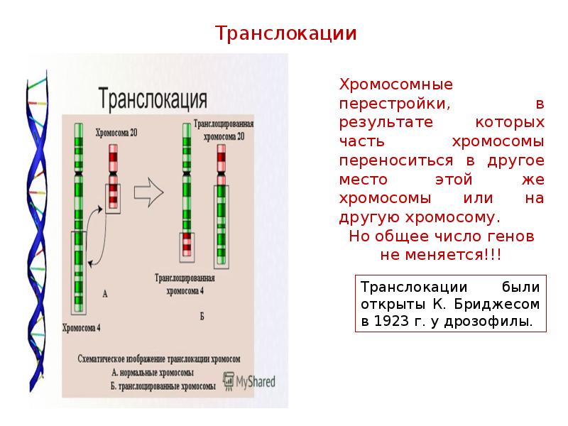 Презентация картирование хромосом